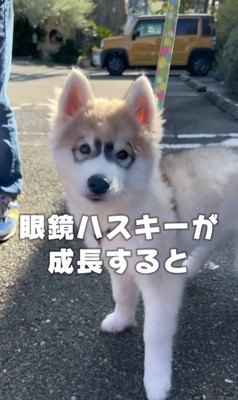 蓮くんの赤ちゃん時代と成長後の姿3