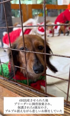 ラホちゃんとの出会いと現在3