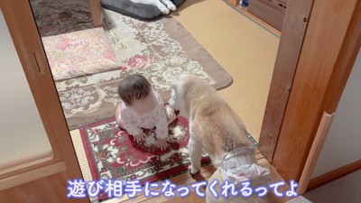 赤ちゃんと遊ぶことも