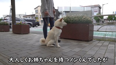 忠犬ハチ公のように待機