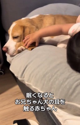 耳をなでなでする赤ちゃん