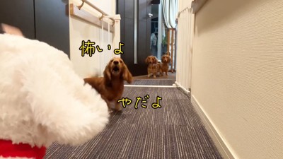 大型犬のぬいぐるみを見た三つ子ちゃん6