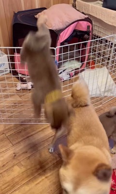 3匹の赤ちゃん犬の脱走⑩