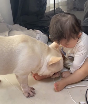 おもちゃを取ろうとする犬