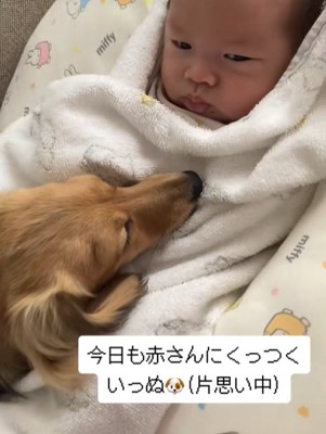 生まれて間もない赤ちゃんにくっついて眠るカニンヘンダックスフンド