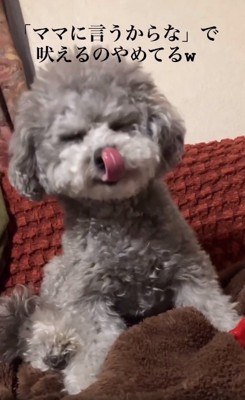 舌を出すたろうまるくん