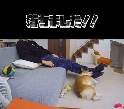 ソファから落ちたモナちゃん7