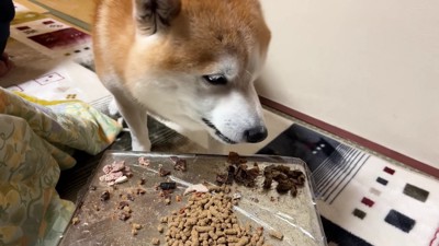 豚肉とドッグフードを交互に…