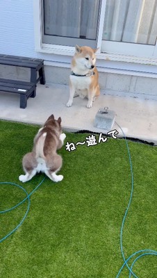 伏せをしながら柴犬に近寄るハスキー犬の赤ちゃん