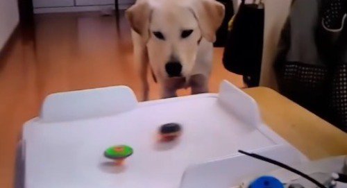台の上で回る2つのコマを見つめる犬