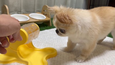 知育おもちゃで遊ぶピノちゃん&パルムちゃん4