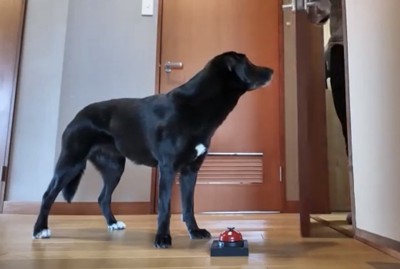 ベルの前で上の方を見つめる犬
