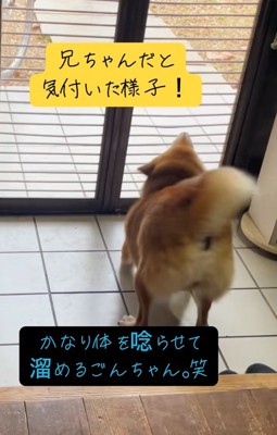 体を丸めるごんちゃん