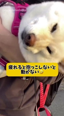 家族に抱っこされながら散歩する犬
