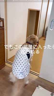 客間の前で踏ん張る犬