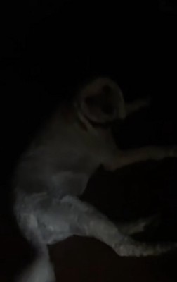 暗闇の中寝そべる犬