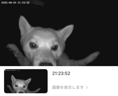 監視カメラに映るわさびちゃん