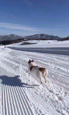 雪山を爆走するモカちゃん5