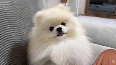 「オナラした?」「え、なんのこと?」