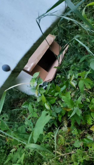 子猫が入っていた箱