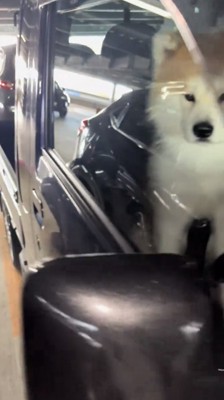 窓越しにこちらを見る犬