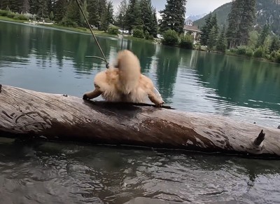 流木から落ちる犬のお尻