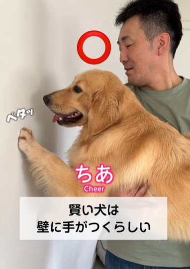 壁に手をつくゴールデンレトリバー