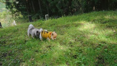 散歩する犬2匹