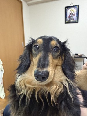 カメラ目線の犬