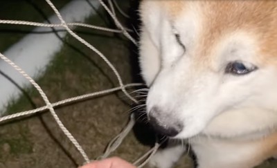 ネットを外された柴犬