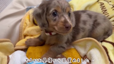 ダックスの子犬さん♪