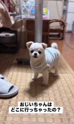 「どこ行っちゃったの?」