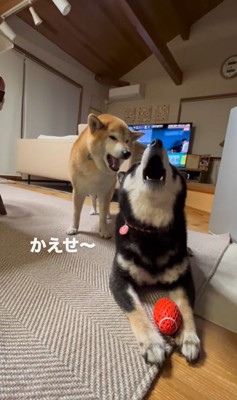 ボールを奪った陽ちゃんVS文句を言う春くん4