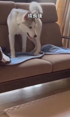 アシㇼちゃんの成長前と成長後5