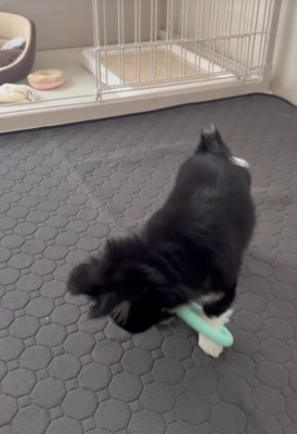 前足が輪っかの中に