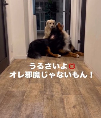 体を起こして吠える犬1