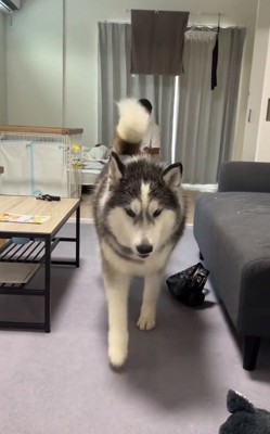 連勝の投稿主さん