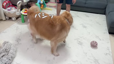 尻尾がぶつかっても…