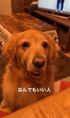 質問にお返事するこたつ君8