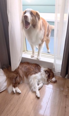 ベランダから戻れないガルチェロくん5