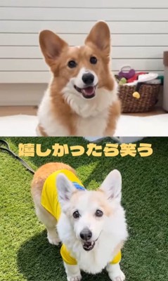 モナちゃん＆ノエルくんの日常