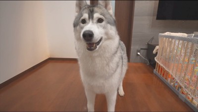 カメラを見つめる犬