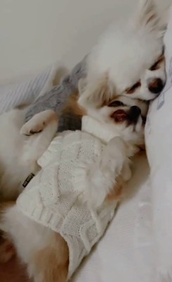 満足げなチワワさん