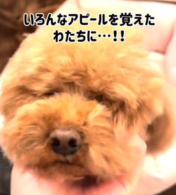 アピール方法を覚えた犬