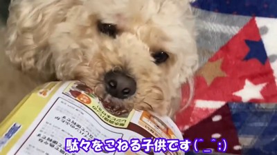 雑誌をかじる犬のアップ