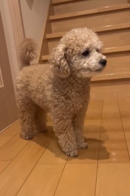 立ち姿のトイプードル