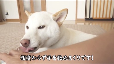 飼い主の手を舐める犬