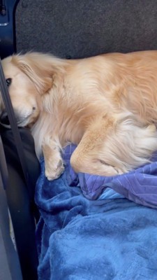 車内で横になっている犬に近寄る飼い主