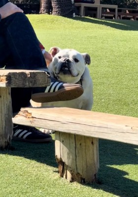 投稿者さんを見るぱせり君