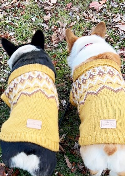 お揃いの服を着た2匹の犬